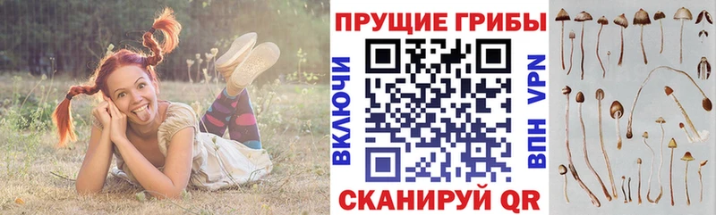 Галлюциногенные грибы Psilocybine cubensis Сафоново
